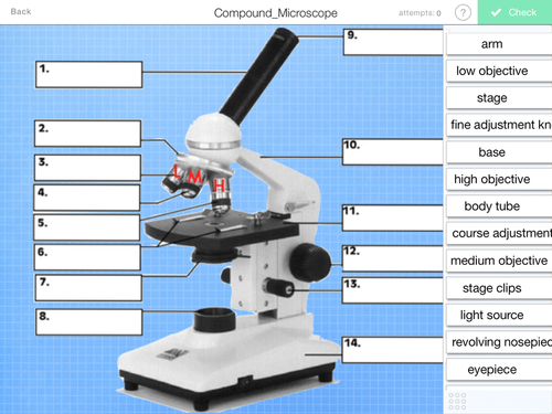 The Compound Microscope Worksheet Answer Key