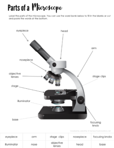 Labeled Microscope Worksheet Answers