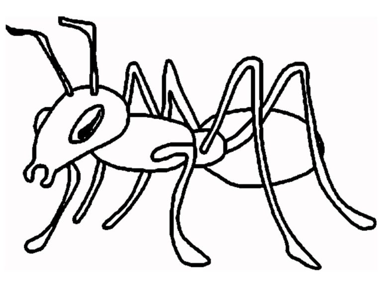 Ant Coloring Book