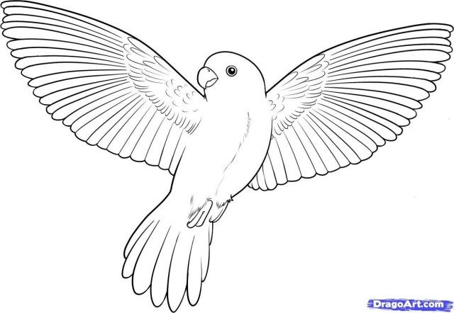 Flying Bird Pictures To Color