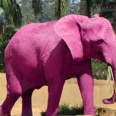Realistic Elephant Pictures To Color
