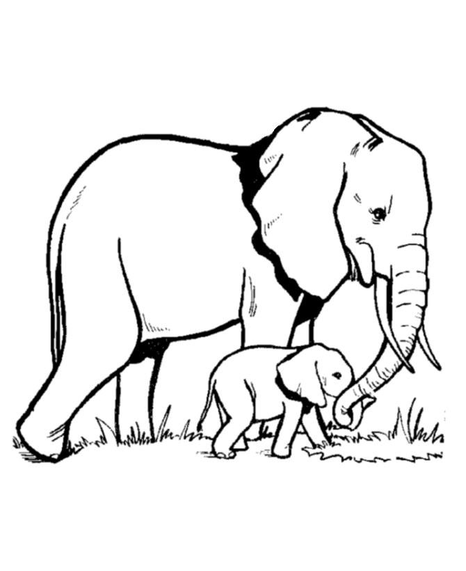 Realistic Baby Elephant Coloring Pages