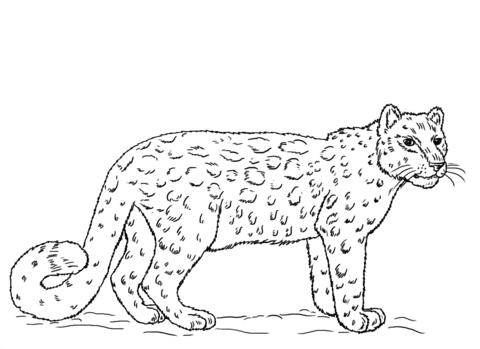 Snow Leopard Cheetah Coloring Pages