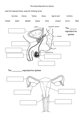 Male And Female Reproductive System Worksheet For Grade 5 Pdf