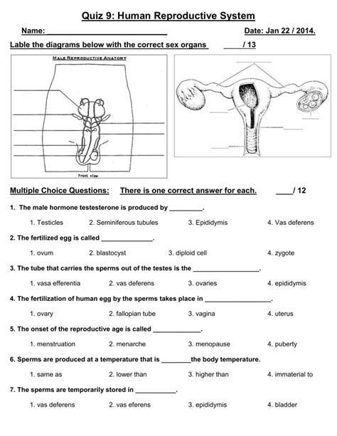 Male And Female Reproductive System Worksheet Pdf