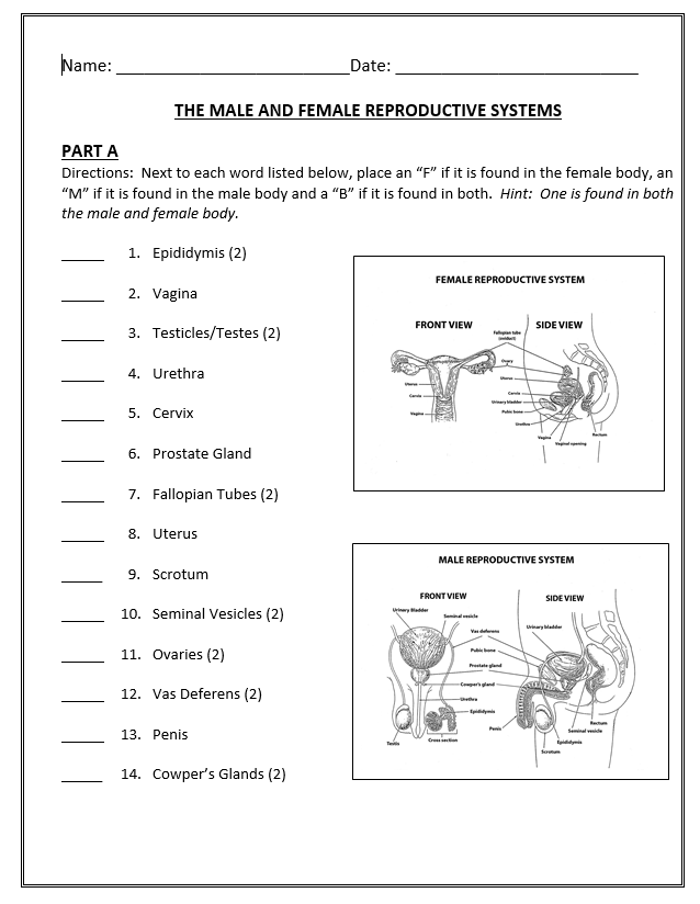 Reproductive System Of Human Male Worksheet Answers