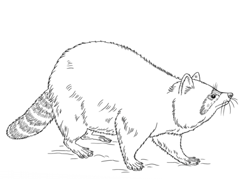 Realistic Racoon Coloring Page