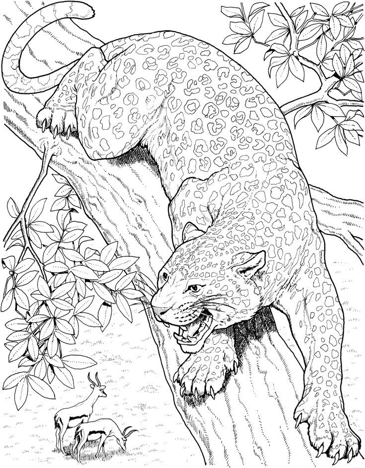 Snow Leopard Winged Cat Coloring Pages