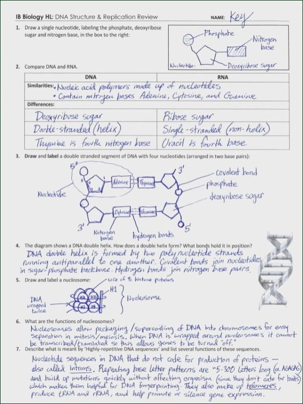 Worksheet On Dna Rna And Protein Synthesis Answer Key Pdf