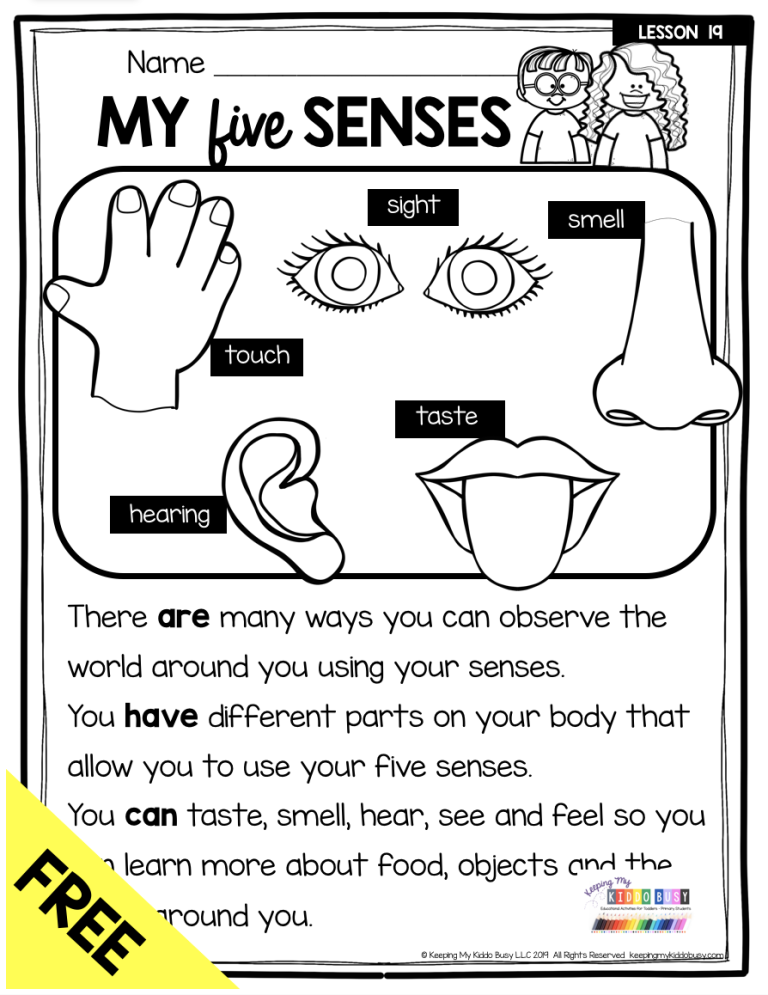 5 Senses Five Senses Worksheets For 3rd Grade