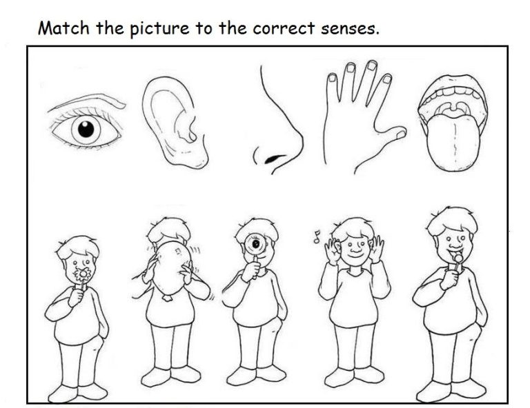 Printable 5 Senses Worksheets For Kindergarten