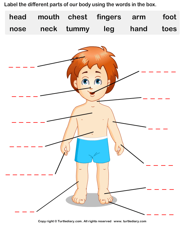 First Grade Science Worksheets For Grade 1 Body Parts
