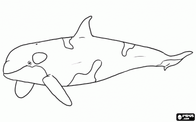 Baby Orca Coloring Pages
