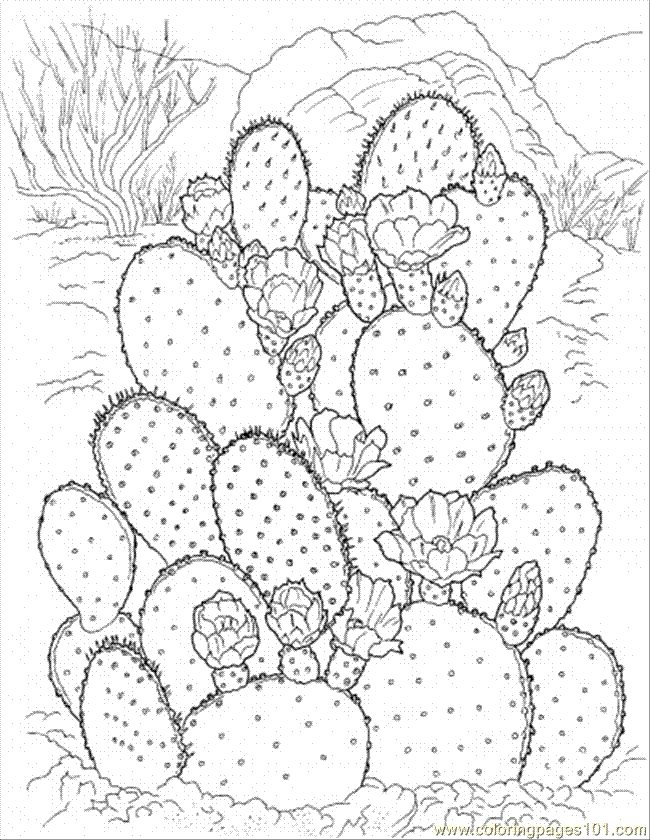 Succulent Coloring Pages Printable