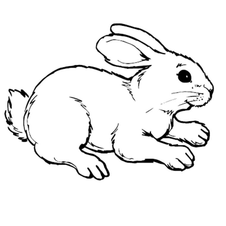 Printable Bunny Pictures To Color