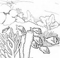 Coral Reef Coloring Pages Printable