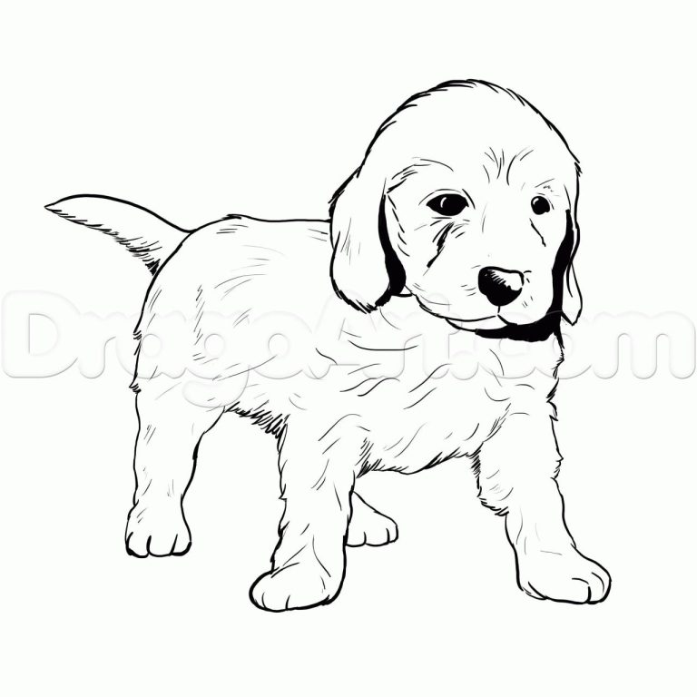 Golden Retriever Coloring Pages Puppies