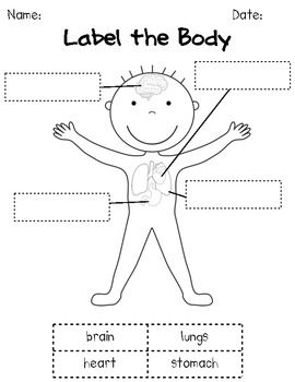 Human Body Worksheet For Kindergarten
