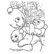 Baby Panda Bear Coloring Pages