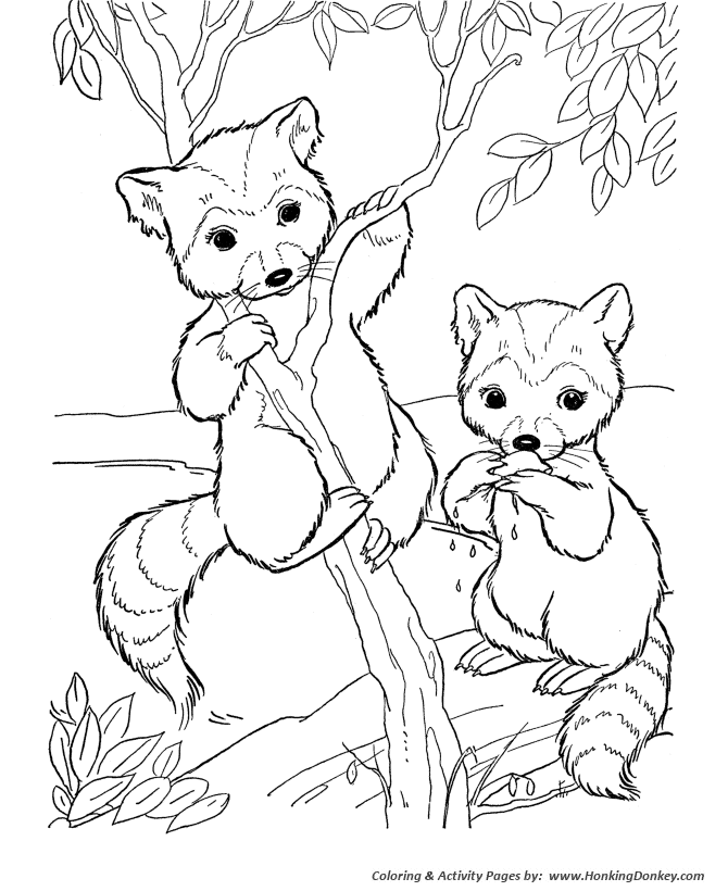 Cute Racoon Coloring Pages