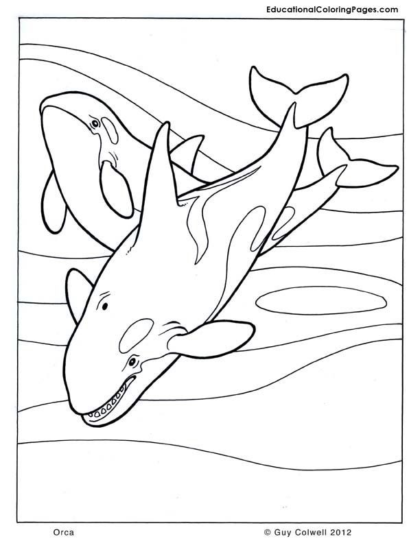 Realistic Orca Coloring Pages