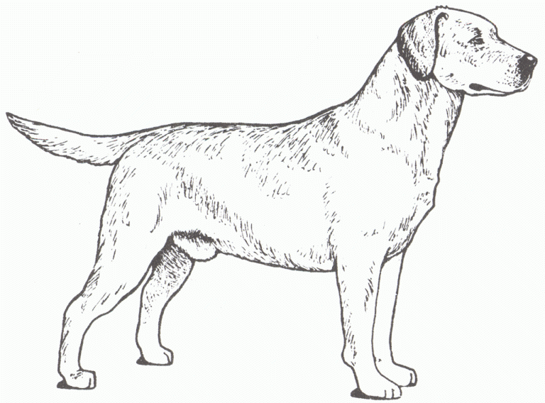 Pup Golden Retriever Coloring Page