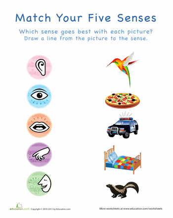 Matching 5 Senses Worksheet For Kindergarten