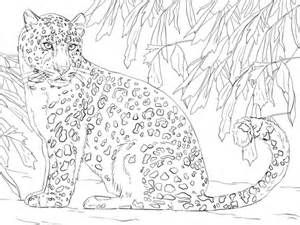 Printable Snow Leopard Coloring Pages