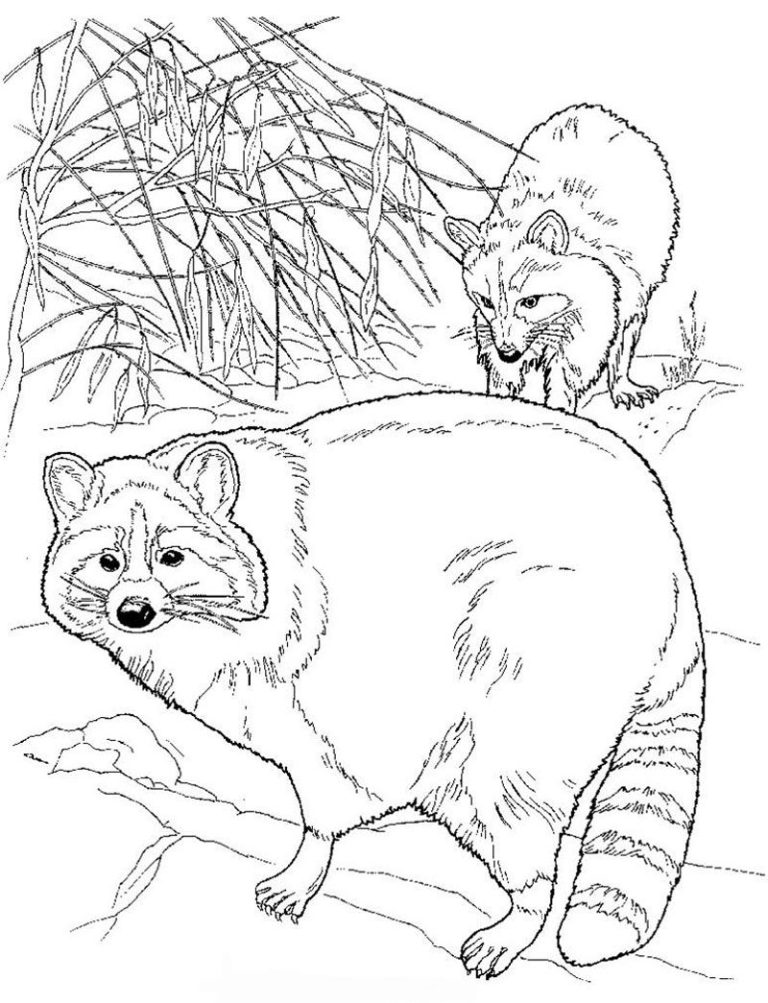Printable Racoon Coloring Page