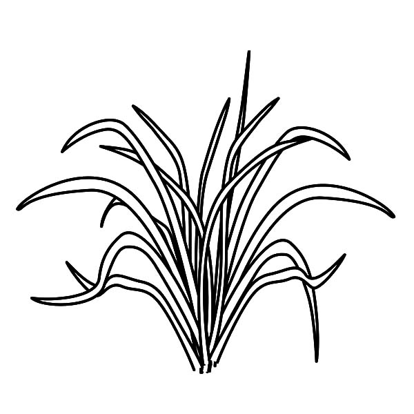Cartoon Grass Coloring Page