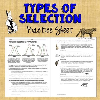 Types Of Natural Selection Worksheet Answers