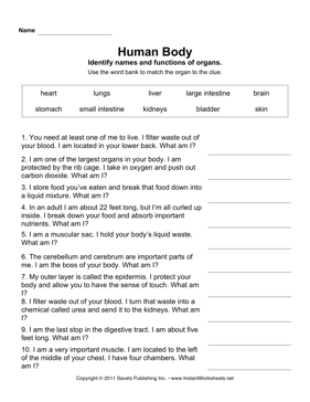 Body System Interactions Worksheet Pdf