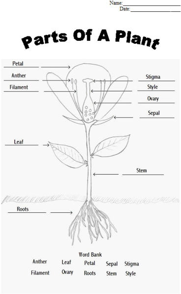 Science Worksheets For Grade 1 Parts Of Plants