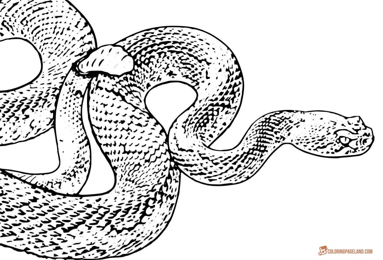 Snake Colouring Pictures