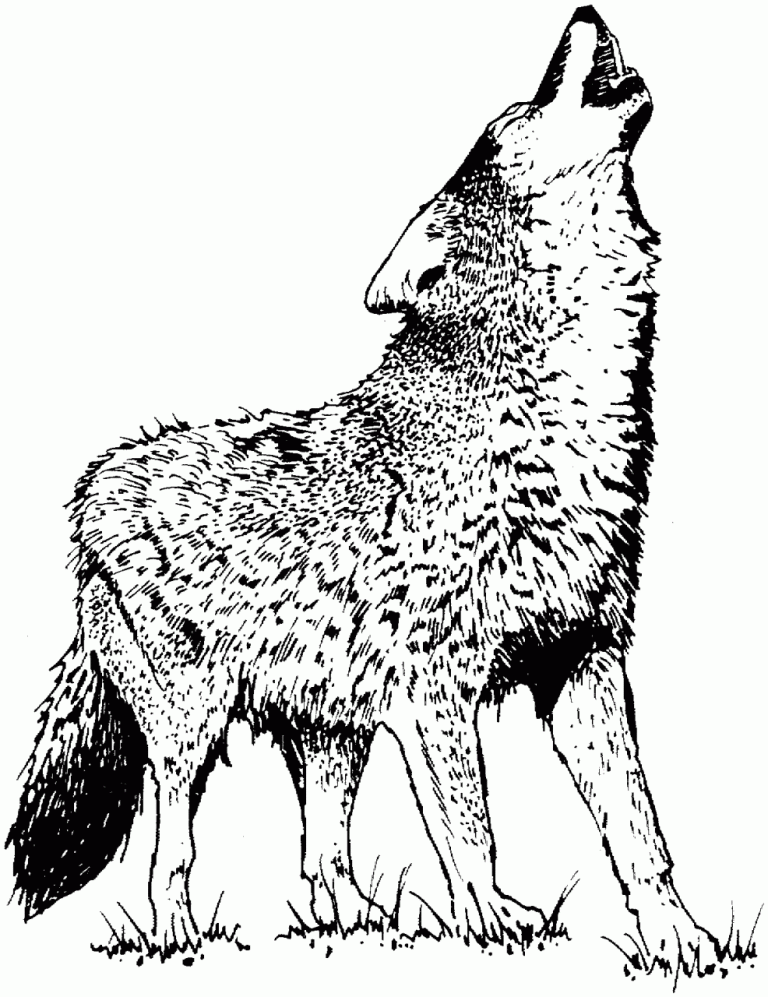 Detailed Wolf Pictures To Color