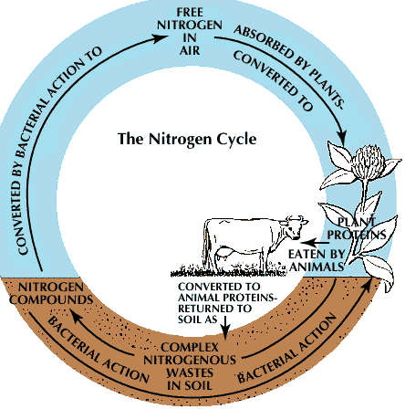 Nitrogen Cycle Close Read Worksheet Answers