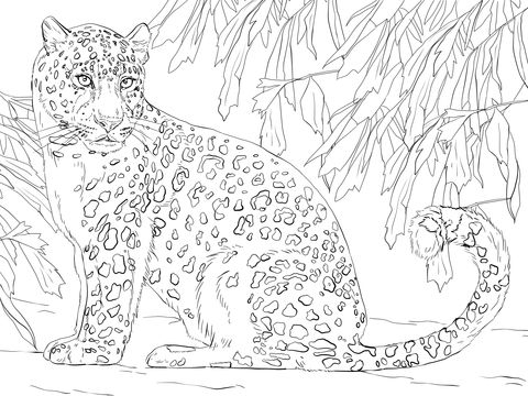 Realistic Snow Leopard Coloring Pages