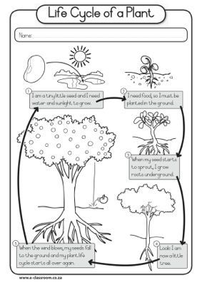 Preschool Kindergarten Plant Life Cycle Worksheet