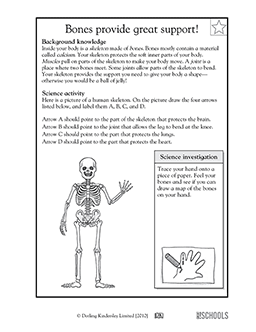 Human Body Worksheets For Grade 3