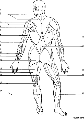 Muscular System Anterior View Worksheet Answers