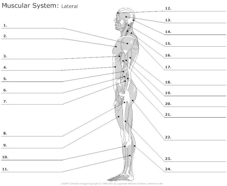 Muscular System Diagram Worksheet Answers