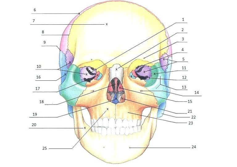 Printable Anatomy Worksheets For Medical Students