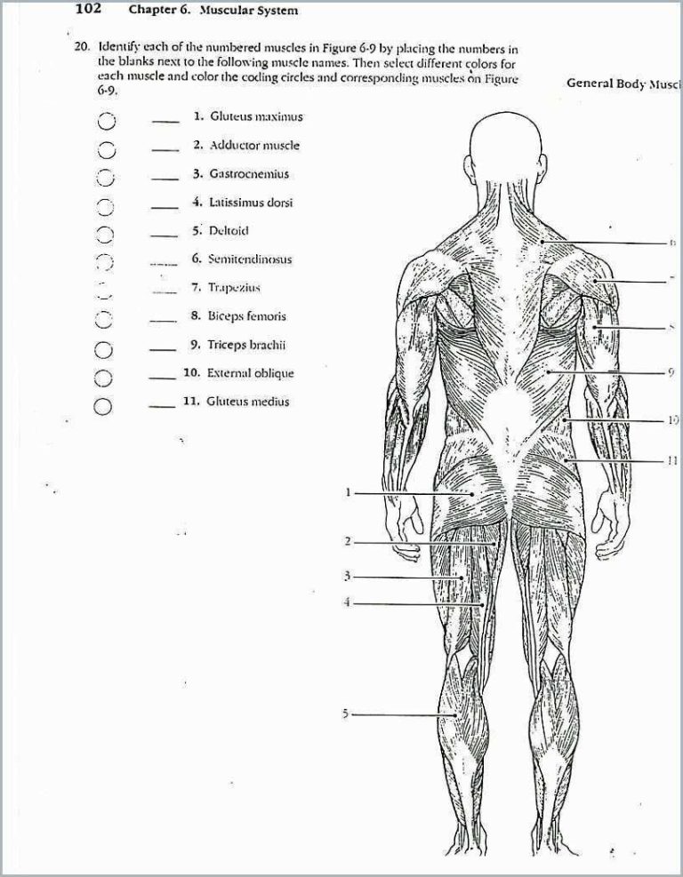 Chapter 7 Muscular System Worksheet Answers