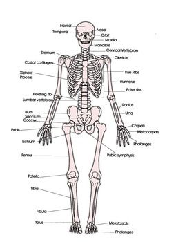 Answer Key Skeletal And Muscular System Worksheet Answers