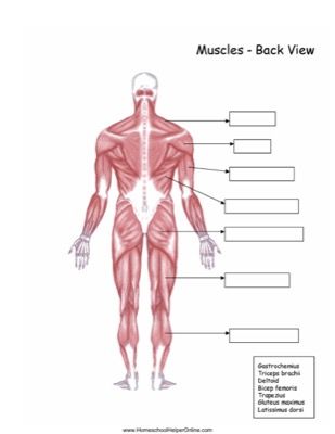 Chapter 8 Muscular System Worksheet Answers