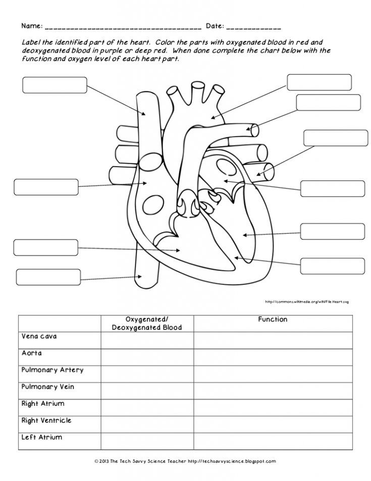 Free Printable Anatomy Worksheets Pdf