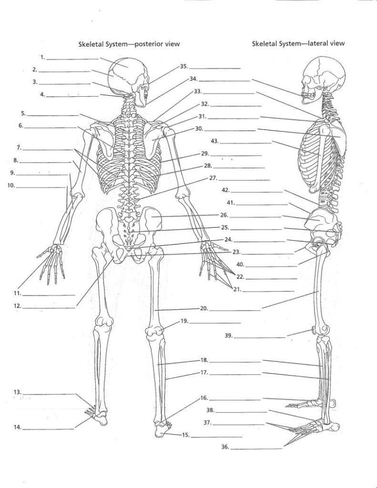 Skeletal And Muscular System Worksheet Pdf