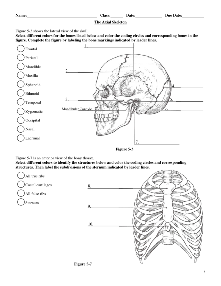 Anatomy And Physiology Worksheets Pdf