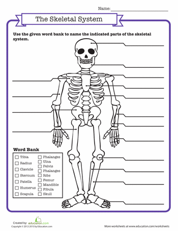 Human Anatomy Worksheets Pdf