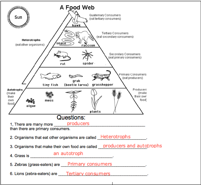Food Web Energy Pyramid Worksheet Answers